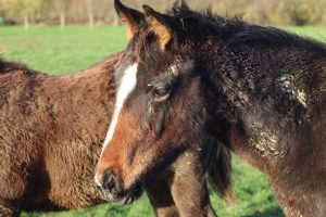 Polo Ponies