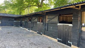 Polo Ponies in Stables